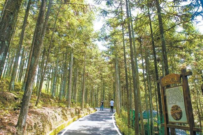 福建周寧縣黃振芳家庭林場。（圖源：央視新聞）