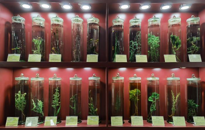 圖為藏藥藥材標(biāo)本。???張海?? ??.jpg