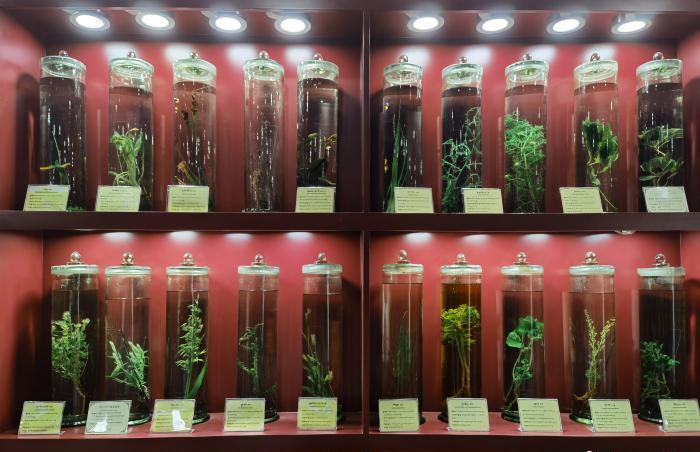 圖為藏藥藥材標(biāo)本。???張海?? ??.jpg