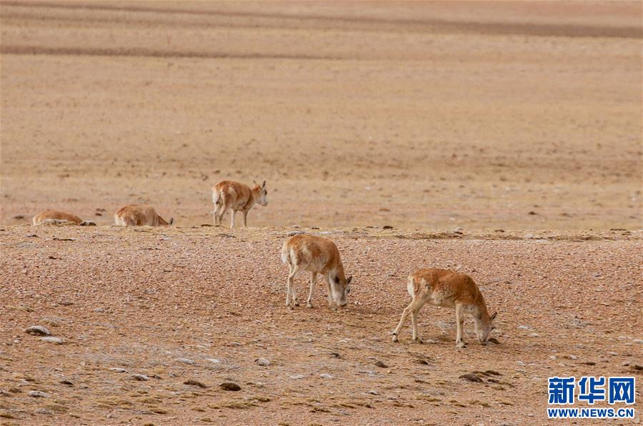 (環(huán)境)(2)藏北高原的美麗生靈