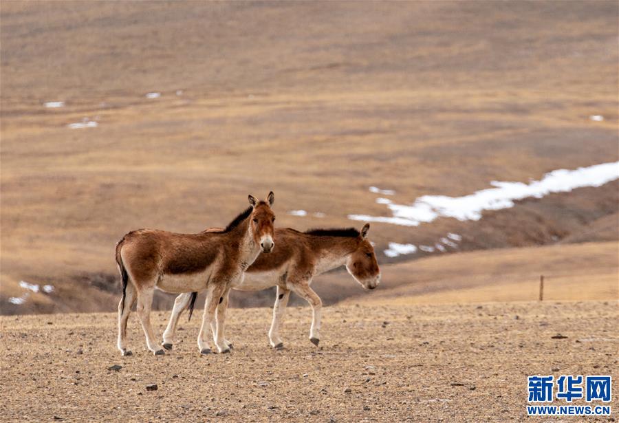 (環(huán)境)(5)藏北高原的美麗生靈
