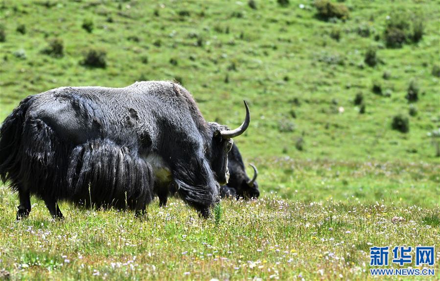 (新華視界)(2)嘉乃玉錯的悠閑時光