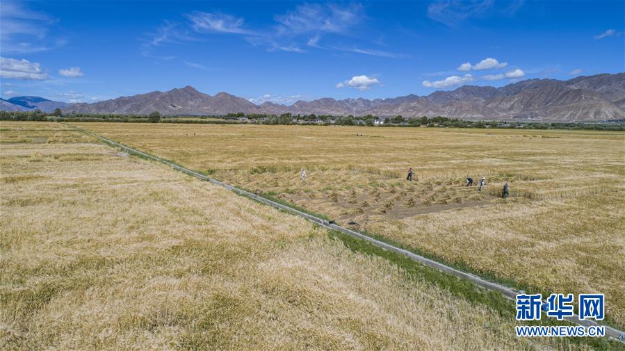 (社會(huì))(1)“西藏糧倉”豐收在望