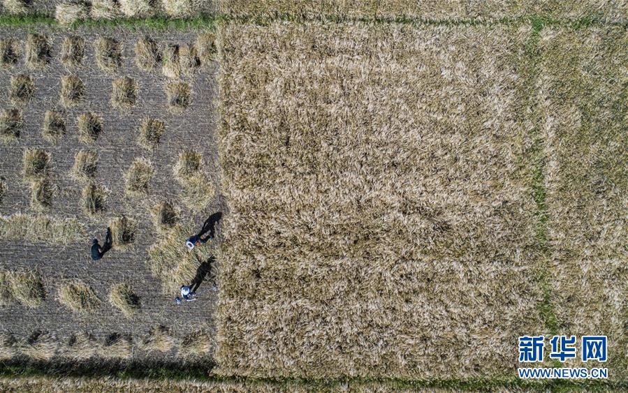 (社會(huì))(3)“西藏糧倉”豐收在望