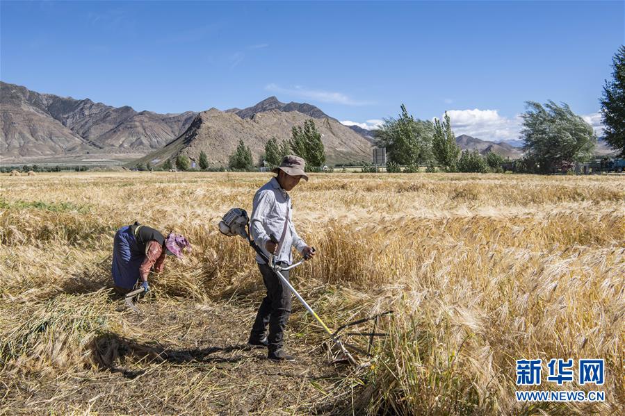 (社會(huì))(4)“西藏糧倉”豐收在望