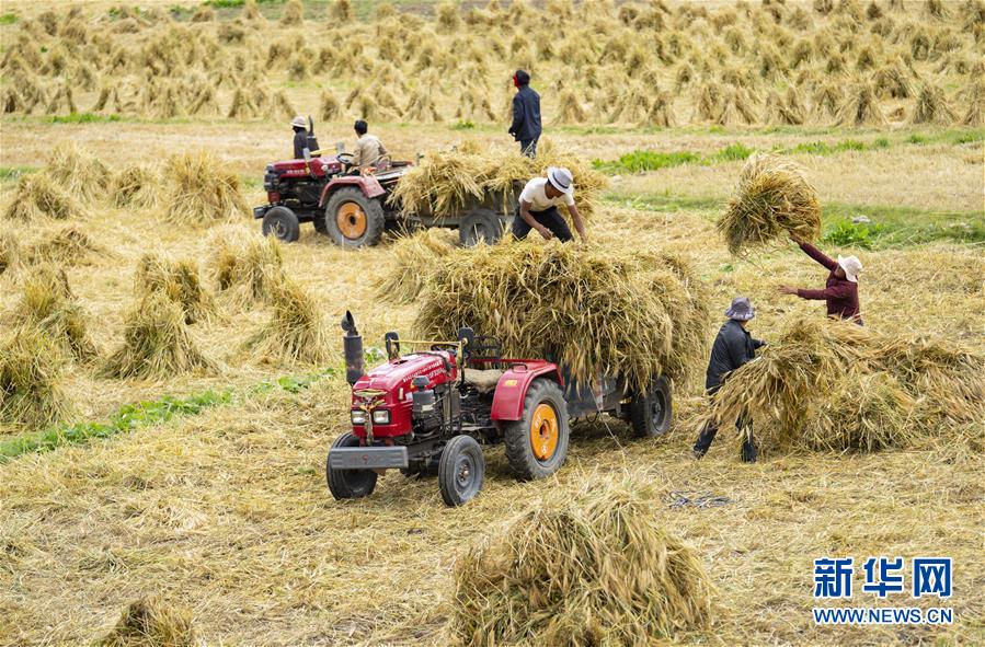 (社會)(2)西藏:冰川腳下的秋收