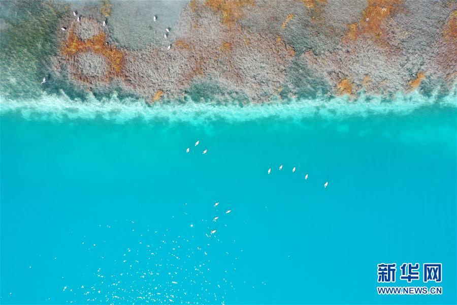 (新華視界)(5)鳥(niǎo)瞰羊湖