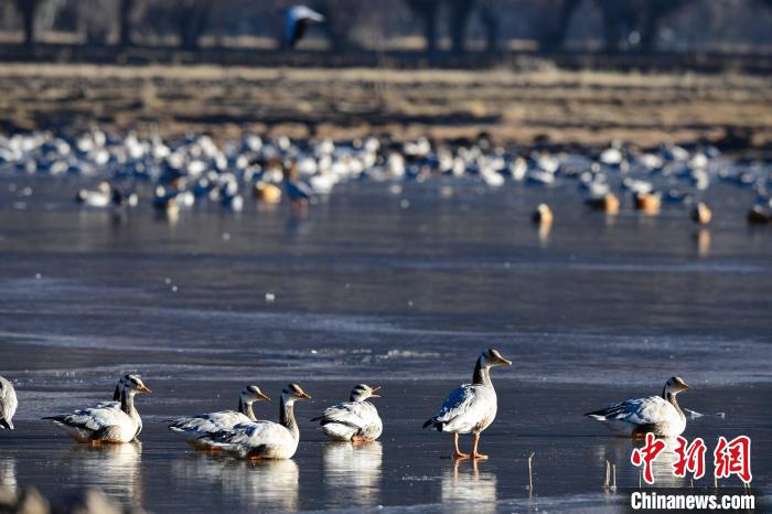 圖為拉薩市林周縣境內(nèi)越冬的候鳥。　貢嘎來松 攝
