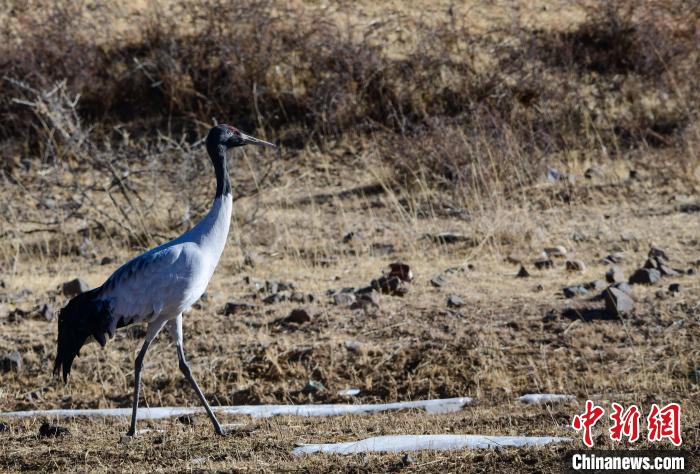 圖為一只黑頸鶴在拉薩市林周縣境內(nèi)田間覓食?！∝暩聛?lái)松 攝