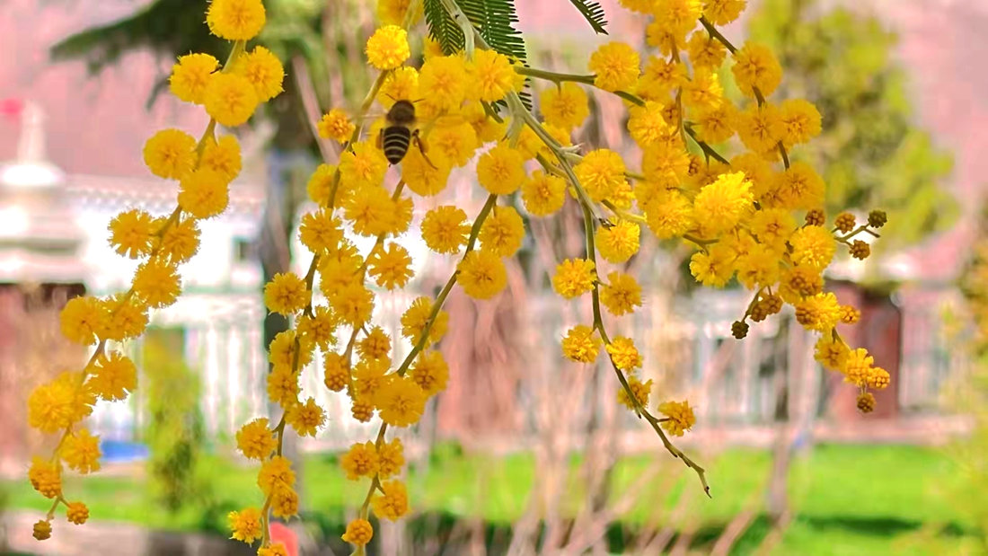 蜜蜂吮吸著金合歡花蕊里的蜂蜜。