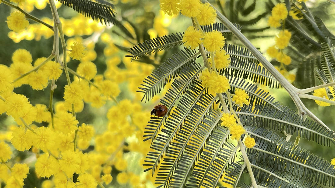 七星瓢蟲在金合歡葉子上嬉戲。