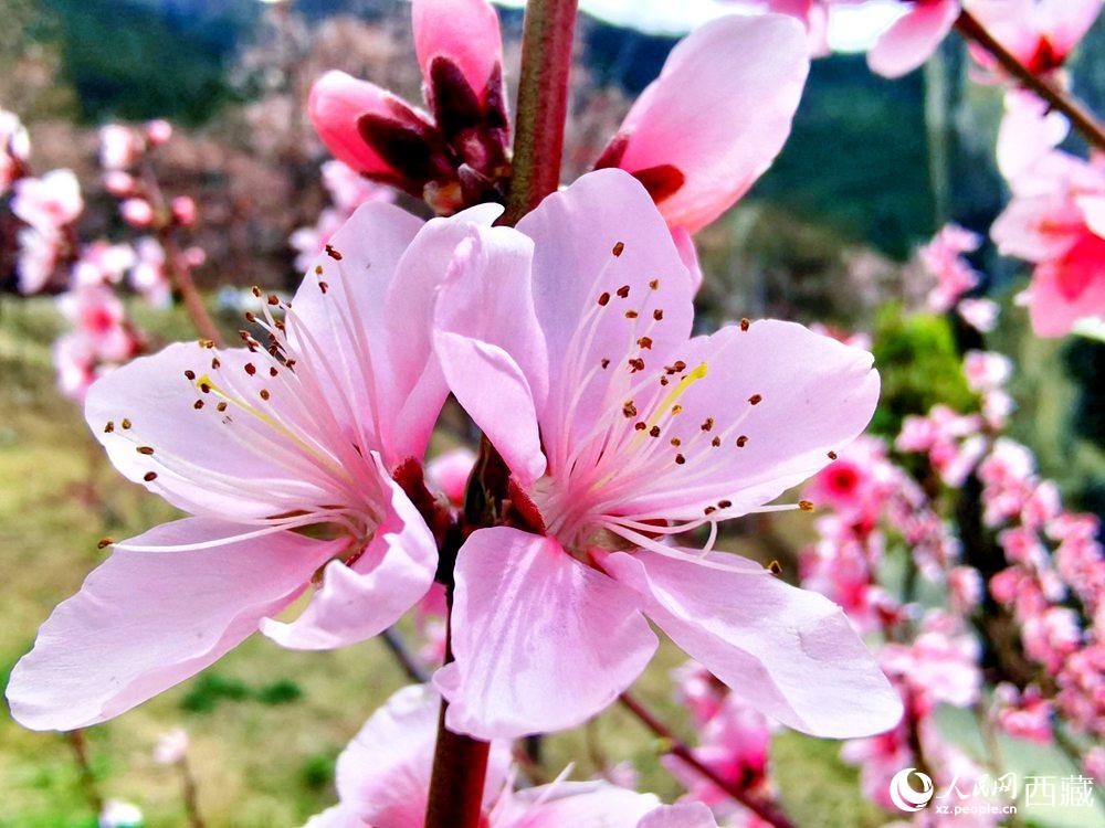 林芝桃花開。人民網(wǎng) 李海霞攝
