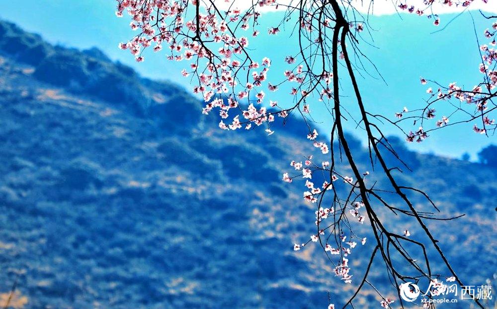 清麗的桃花。人民網(wǎng) 李海霞攝