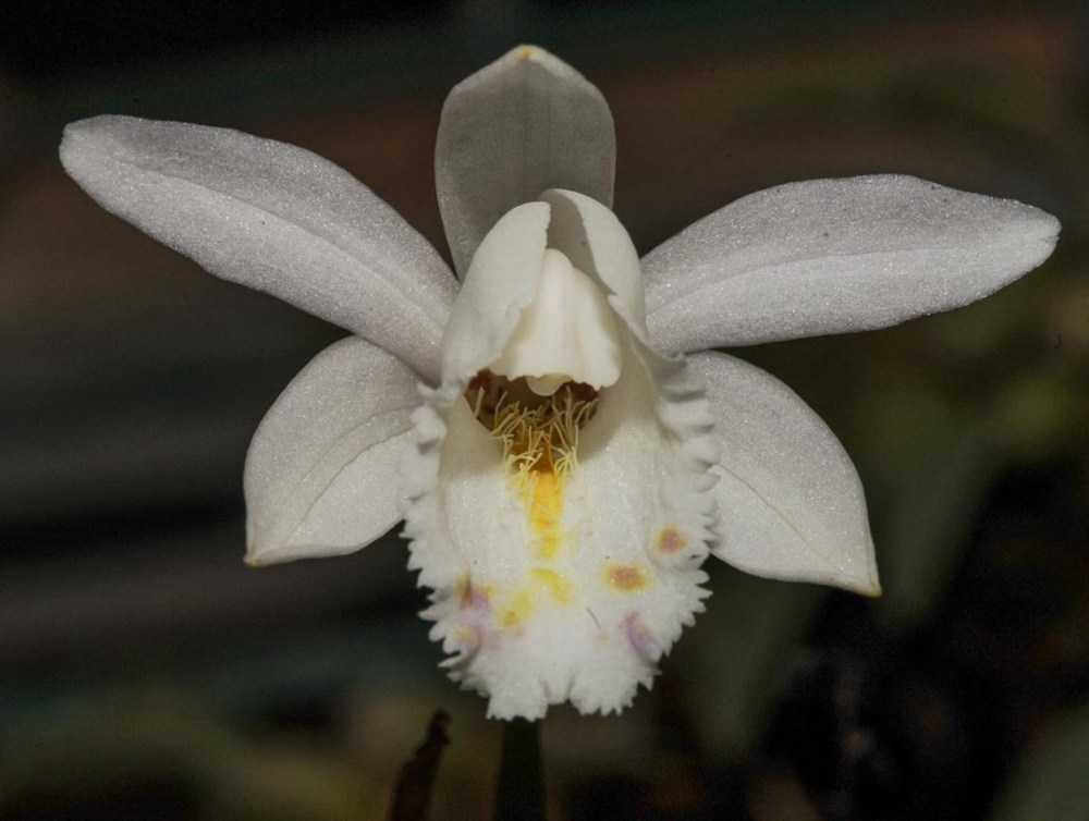 毛唇獨蒜蘭。 金效華攝