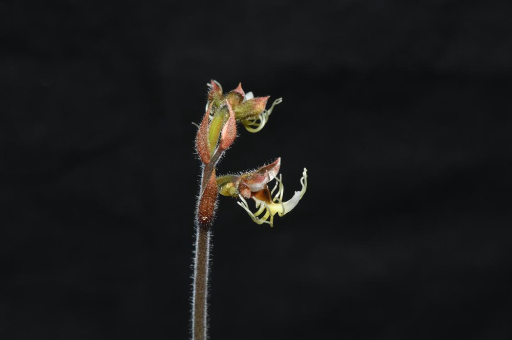 墨脫金線蘭。金效華攝