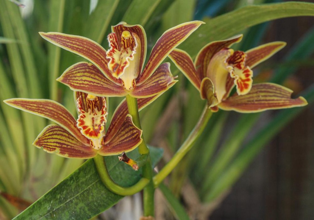 黃嬋蘭。李劍武攝