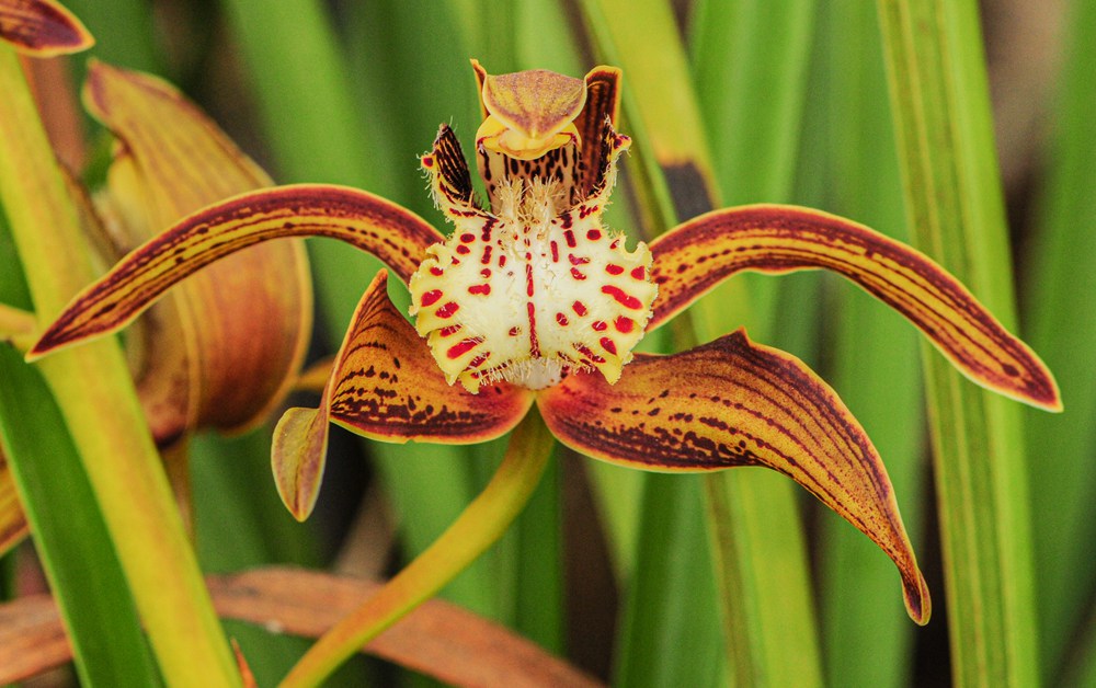 西藏虎頭蘭。李劍武攝