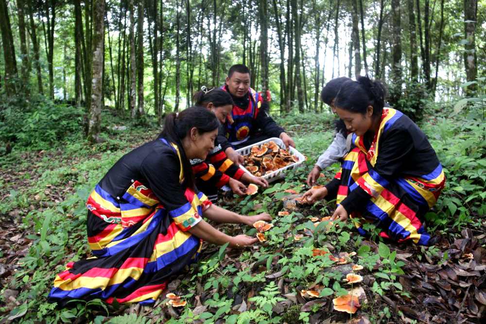 身著民族服的村民正在采摘靈芝。次仁央宗攝