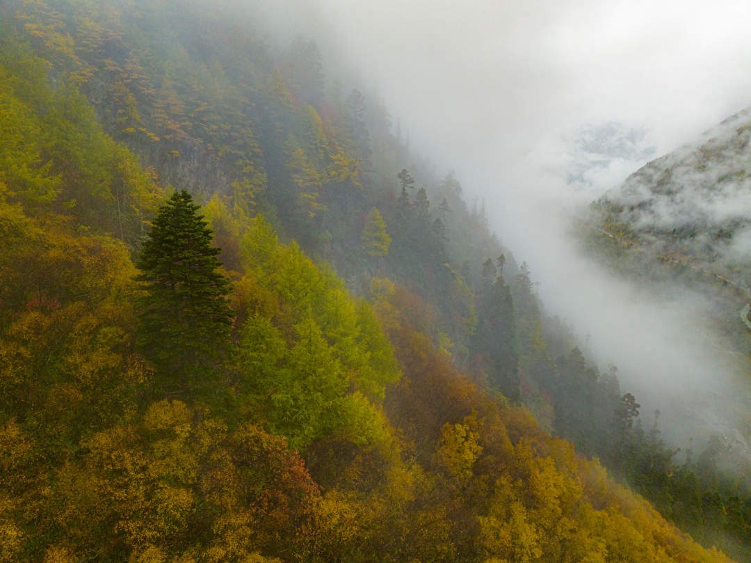 云纏霧繞，層林盡染。