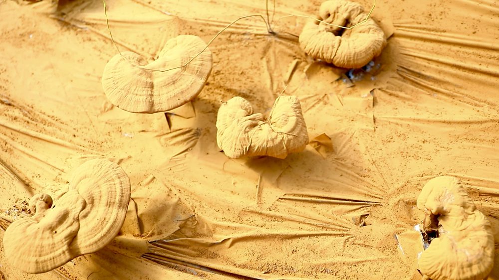 靈芝基地內(nèi)孢子粉布滿塑料膜。