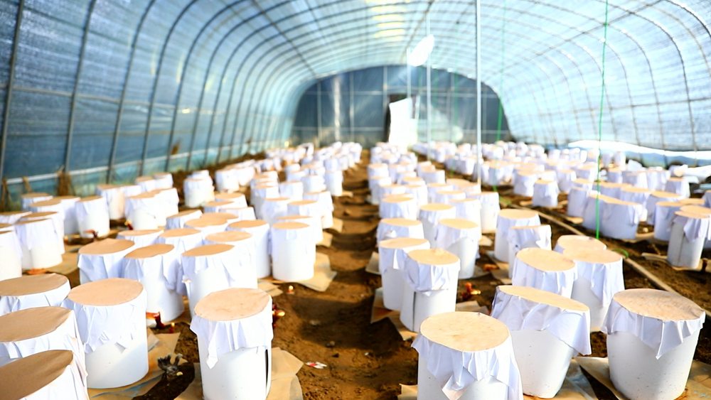 靈芝套袋。