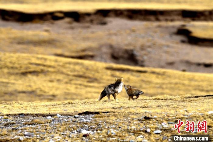 來(lái)自媽媽的愛！高原藏狐母子嬉戲畫面暖人心