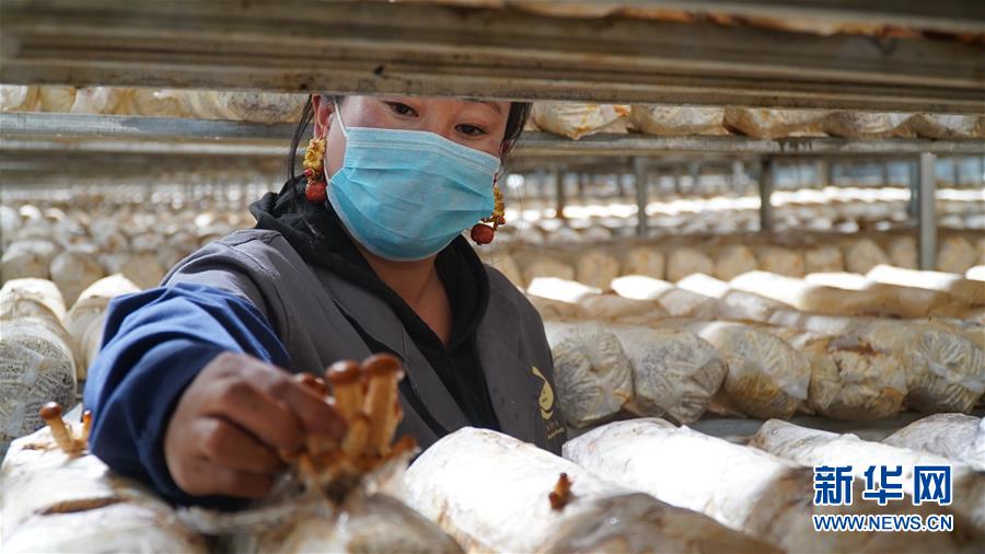 (圖文互動(dòng))(3)云端鋪就幸福路——四川甘孜州脫貧奔小康一線(xiàn)見(jiàn)聞