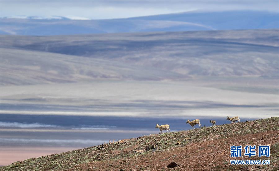 (圖文互動(dòng))(6)可可西里加強(qiáng)保護(hù) 十多年未聞盜獵槍聲