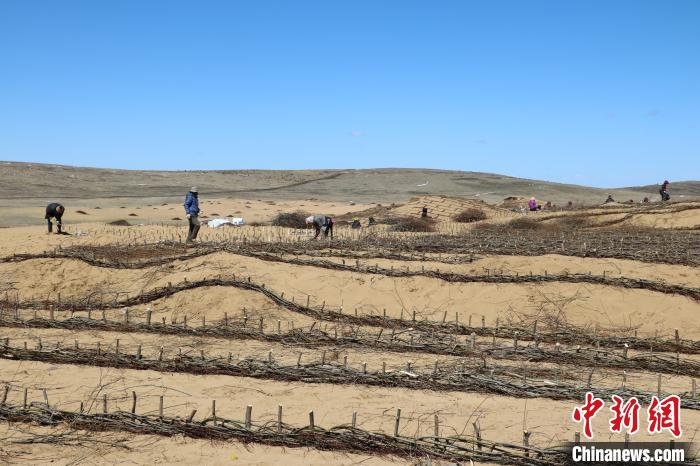 工作人員編織高山柳沙障。若爾蓋縣林業(yè)和草原局供圖