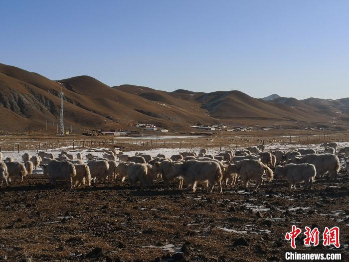 圖為甘肅天祝白牦牛。(資料圖) 南如卓瑪 攝