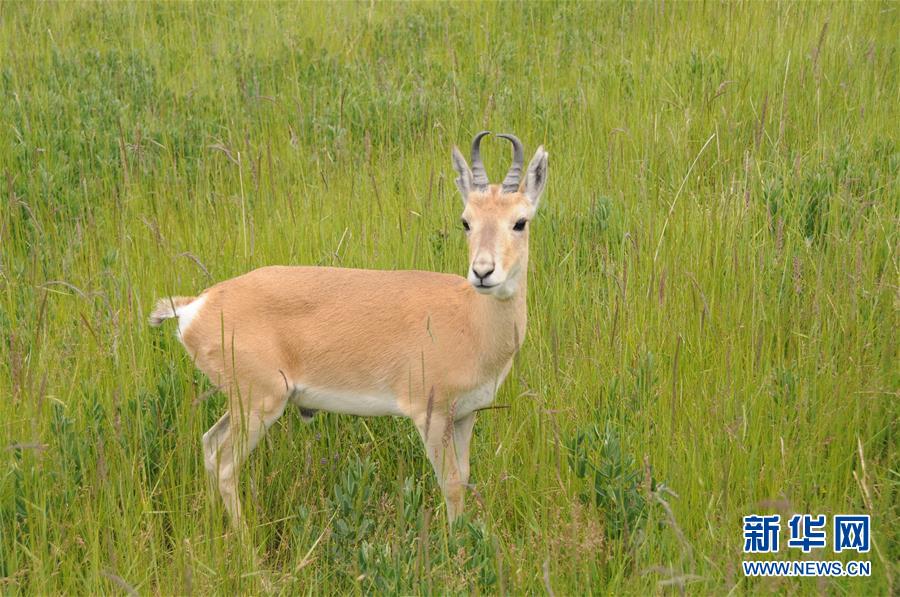 (新華全媒頭條·圖文互動)(11)大湖見證 ——持續(xù)保護讓青海湖生態(tài)華麗“蝶變”