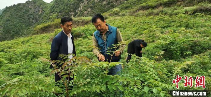 圖為張金利調(diào)研適合阿拉村種植的農(nóng)作物，經(jīng)過不斷改良技術(shù)后，產(chǎn)量大大提高。(資料圖)甘肅省水利廳供圖