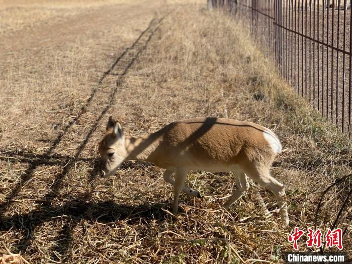 圖為普氏原羚?！±罱瓕?攝