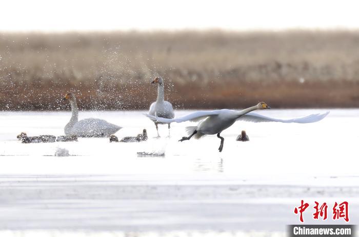 四川省阿壩州若爾蓋縣麥溪鄉(xiāng)的大天鵝?！“苍?攝