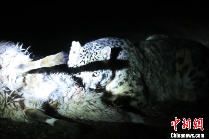 長江源、瀾滄江源啟動旗艦物種雪豹及棲息地保護(hù)項(xiàng)目