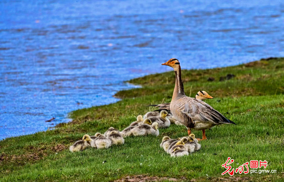 三江源國家公園正式設立，這是青海生態(tài)文明建設的新答卷