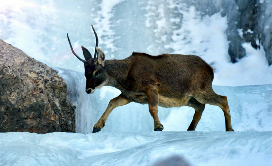 活躍在青海省海西州柏樹(shù)山的白唇鹿。巴圖那生攝
