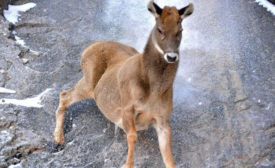 活躍在青海省海西州柏樹(shù)山的白唇鹿。巴圖那生攝