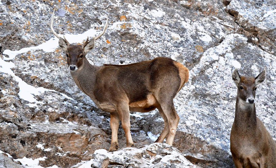 活躍在青海省海西州柏樹(shù)山的白唇鹿。巴圖那生攝