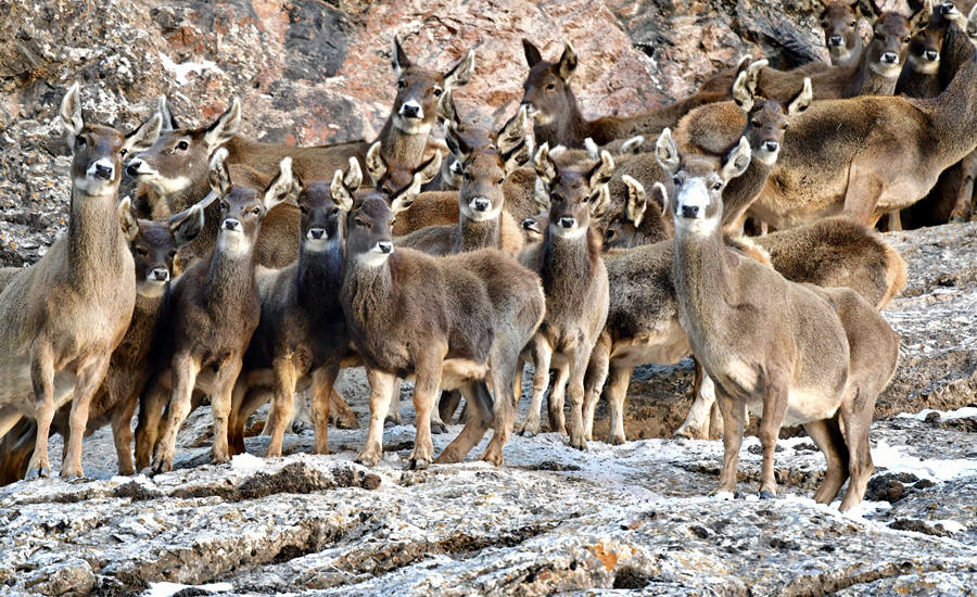 活躍在青海省海西州柏樹(shù)山的白唇鹿。巴圖那生攝
