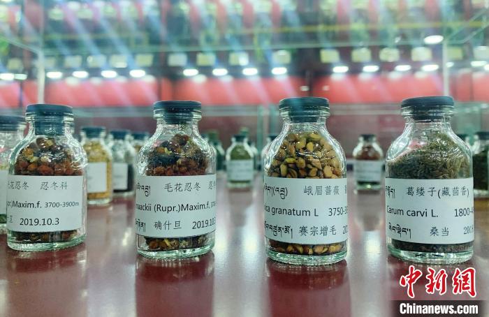 圖為海拔3500米以上珍貴草藥種子?！●R銘言 攝