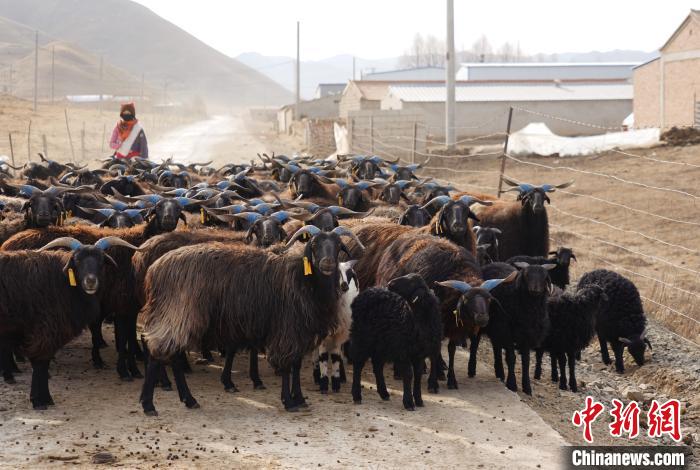 圖為牧民家的黑藏羊?！●R銘言 攝