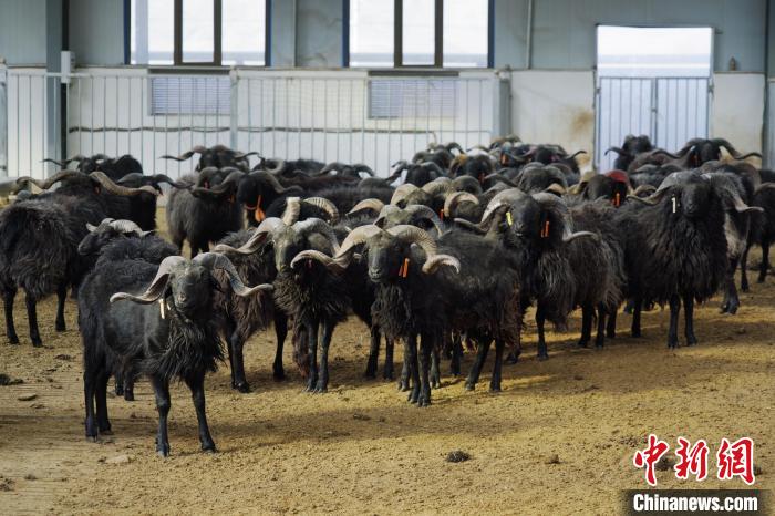 圖為黑藏羊?！●R銘言 攝