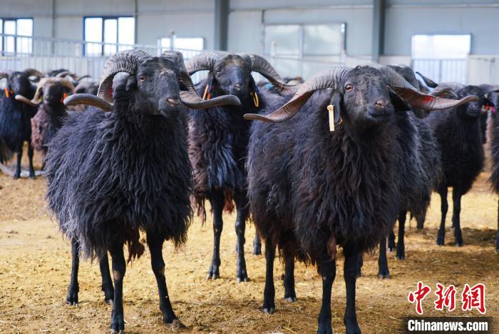 圖為黑藏羊?！●R銘言 攝