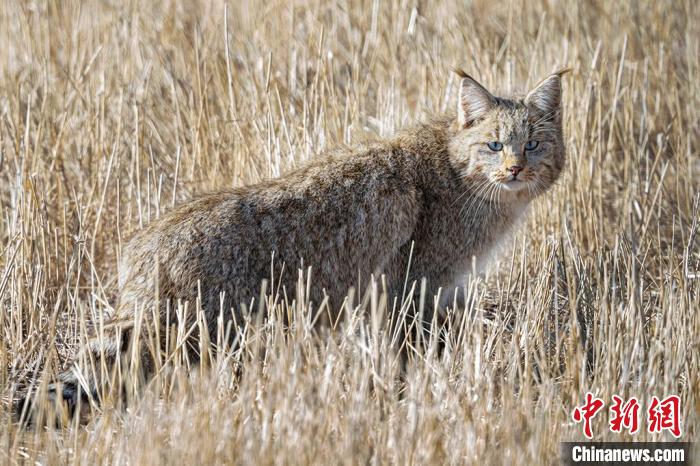 圖為拍攝到的荒漠貓?！≡S明遠 攝