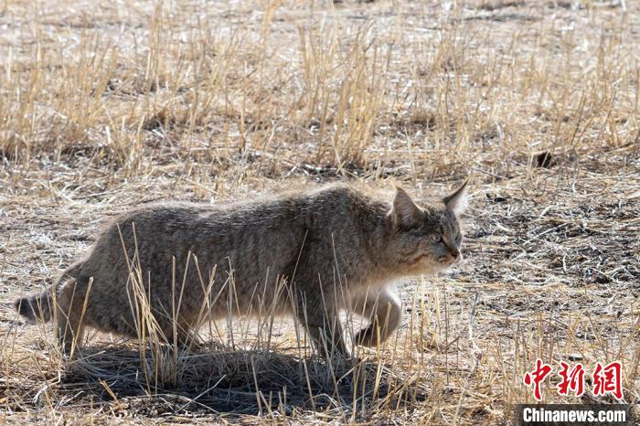 圖為拍攝到的荒漠貓?！O春生 攝
