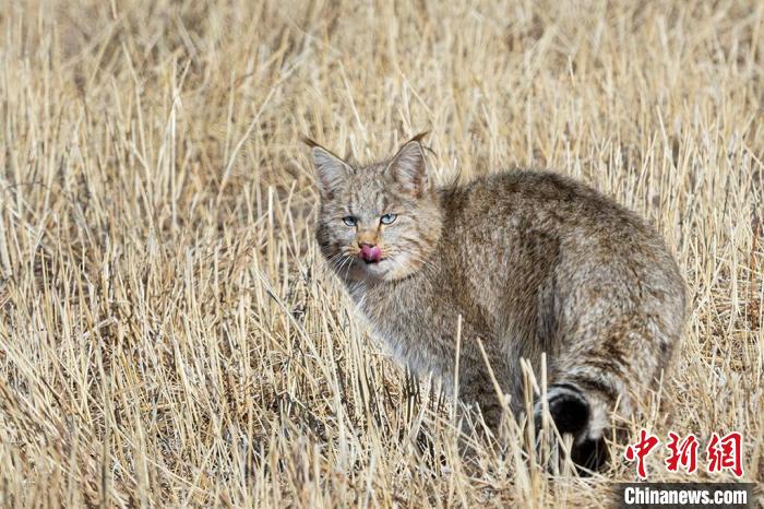 圖為拍攝到的荒漠貓。　孫春生 攝
