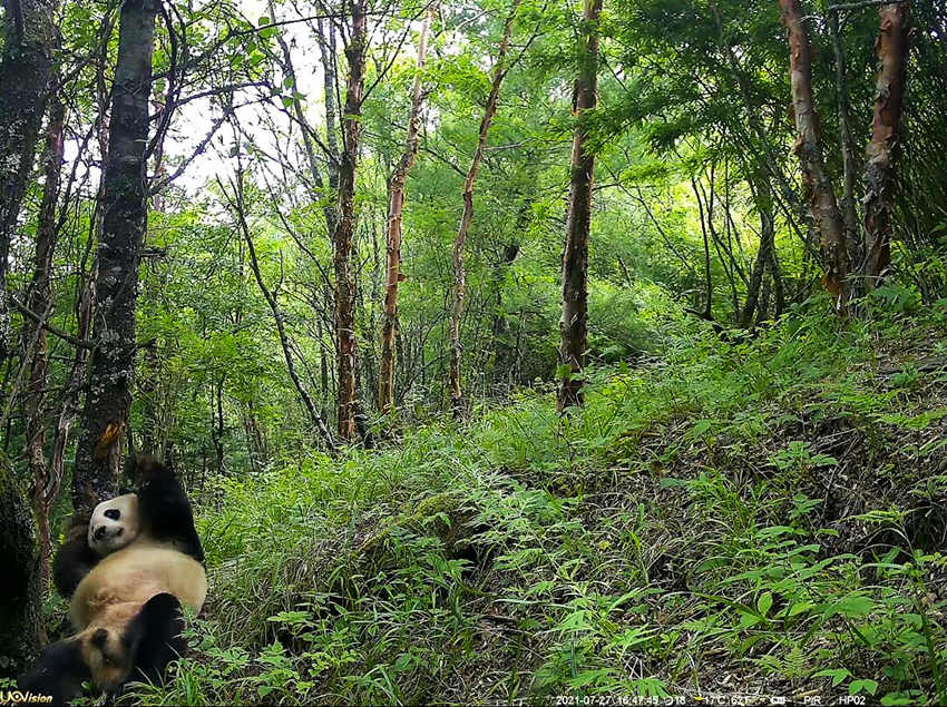 紅外相機(jī)拍攝到的野生大熊貓。平武縣融媒體中心供圖