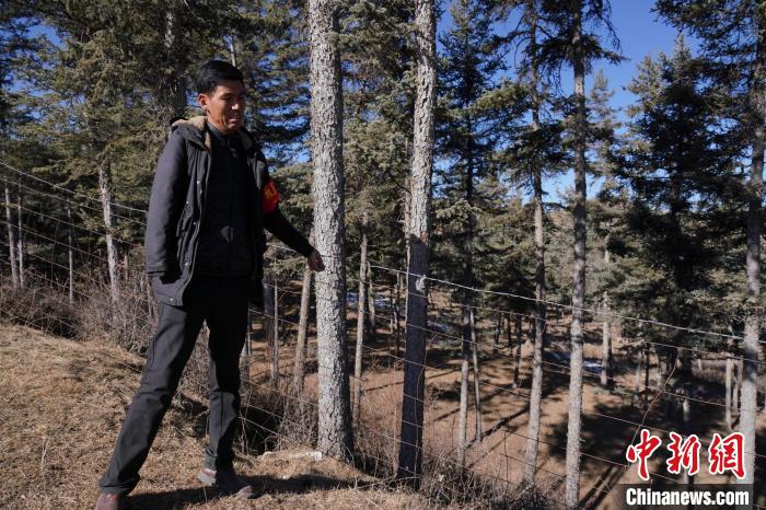 圖為桑杰加檢查林場防護網(wǎng)?！●R銘言 攝