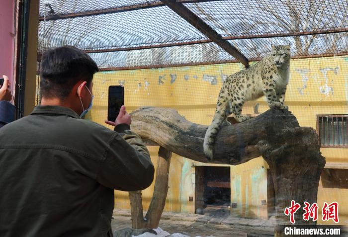 圖為雪豹“奶爸”史壽軍正在直播?！●R銘言 攝